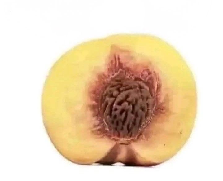 Cross section of a peach.