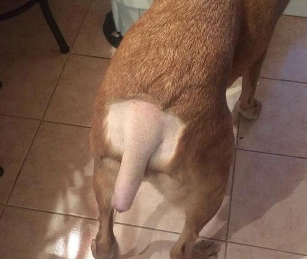 A dog's rear end and tail shaven. The dog's tail is bobbed for about a half length tail.