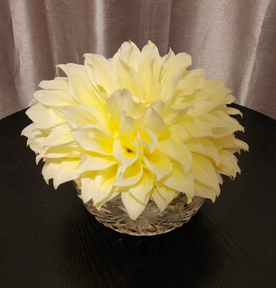 Huge yellow dahlia bloom in a crystal dish. 