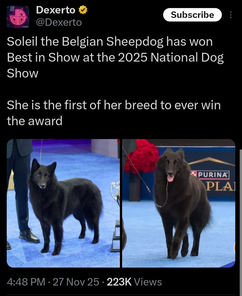 Post from user/outlet @/Dexerto which reads "Soleil the Belgian Sheepdog has won Best in Show at the 2025 National Dog Show

She is the first of her breed to ever win the award"