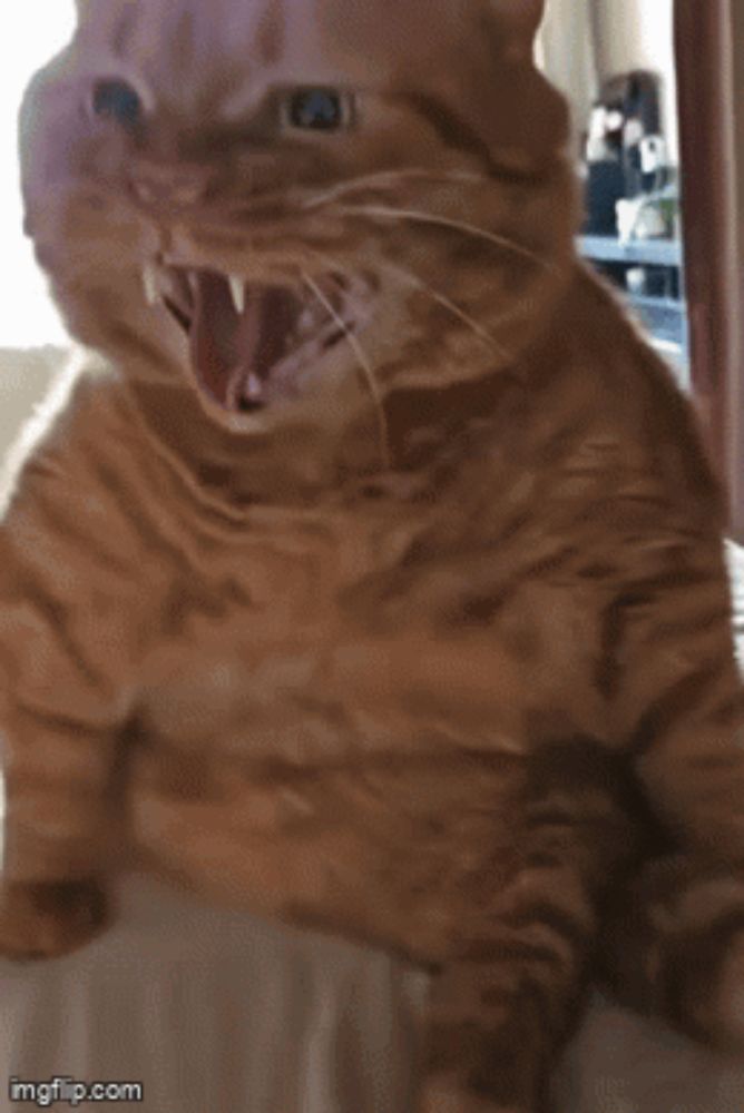 a cat with its mouth open is sitting on a bed