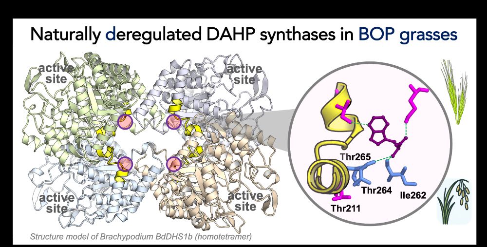 The structure model of Brachypodium DAHP synthase (BdDHS1b), which carry four mutations that make this enzyme hyper active due to relaxed sensitivity to negative feedback inhibition.