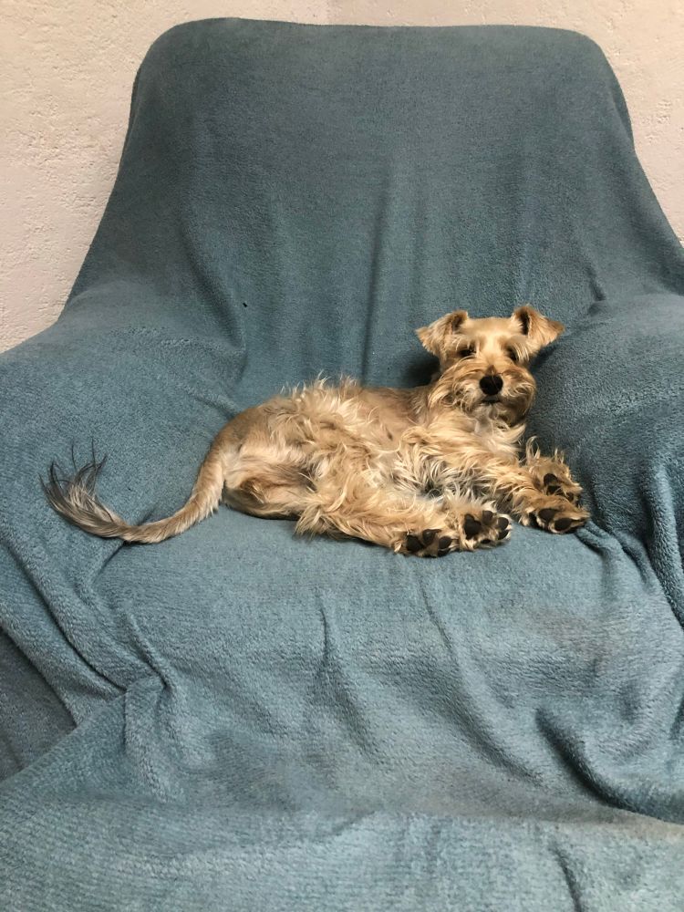 The dog Yona sitting on a sofa like she’s the queen of the universe