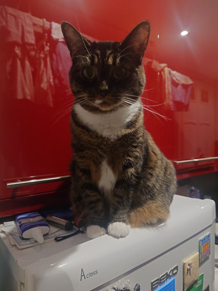 Cat.