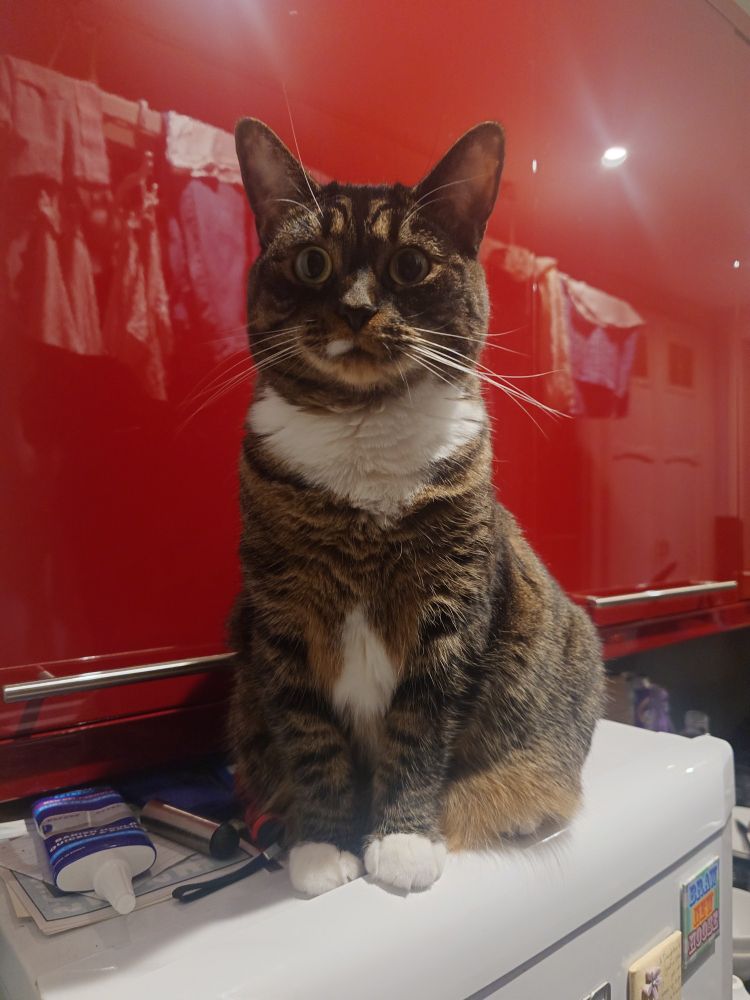 Same cat.