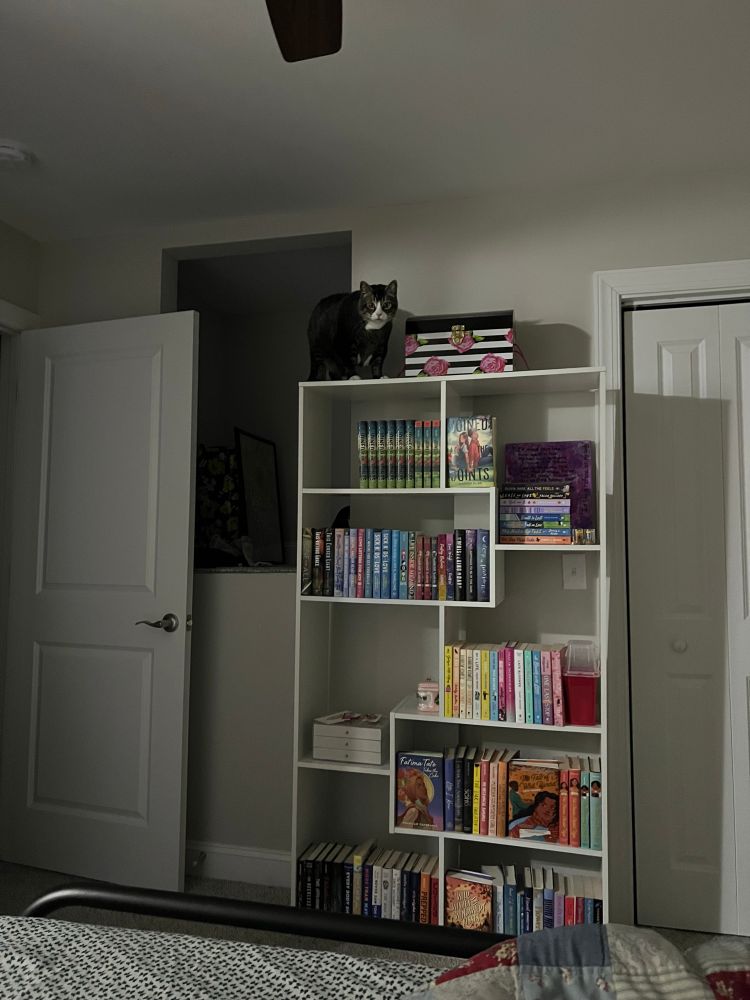 Boots standing on the top of a bookshelf about two feet from the ceiling, trying to get to a storage box where his medicine and pill pockets are kept