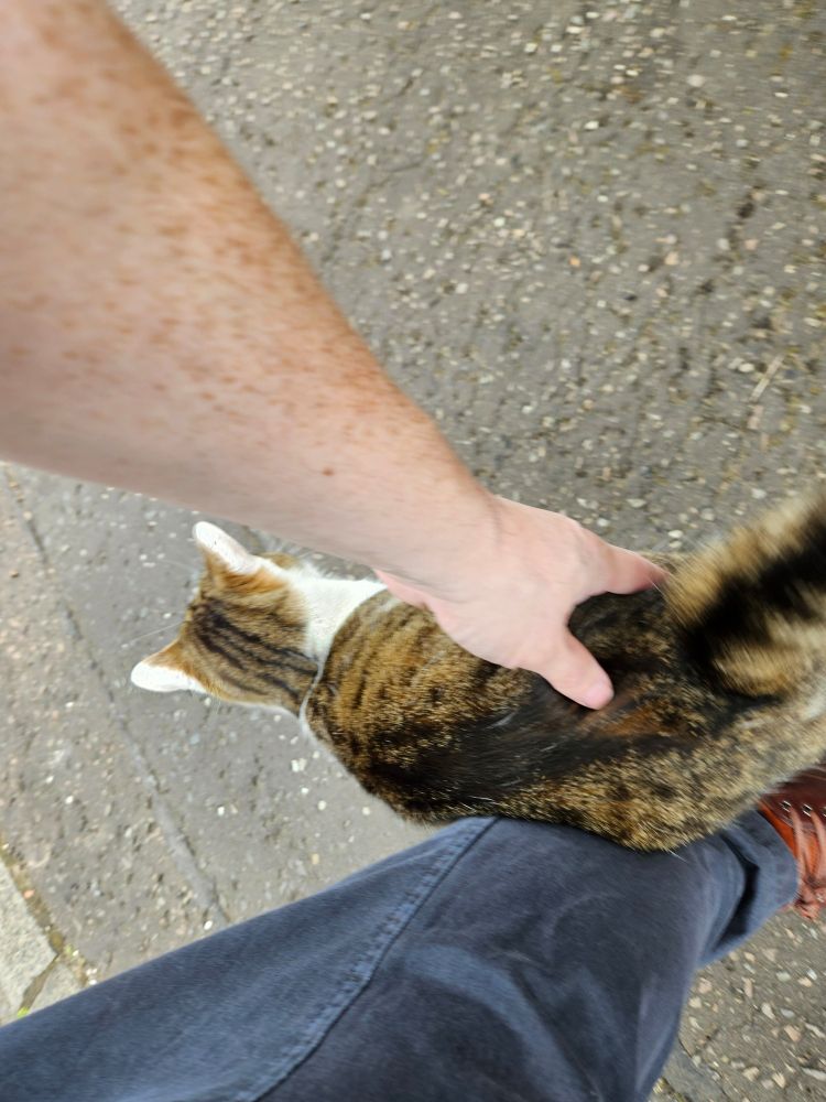 A cat nuzzling my legs while being petted