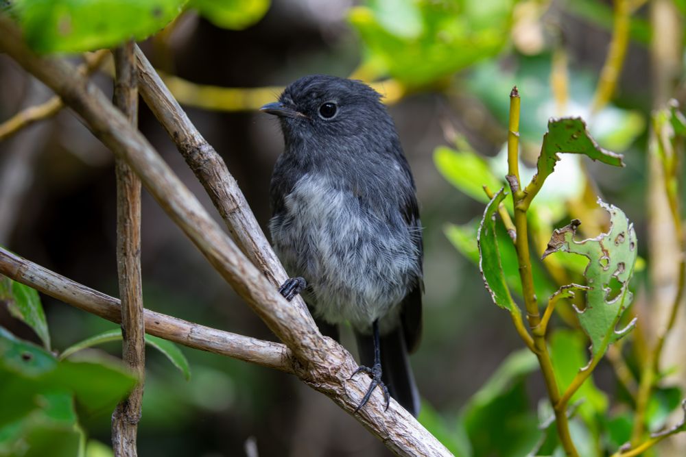 South Island Robin perched on a branch. Ashy-black bird with white belly and breast, with ashy feathering mixed throughout the white feathering. 

February 5, 2025 - Ulva Island
