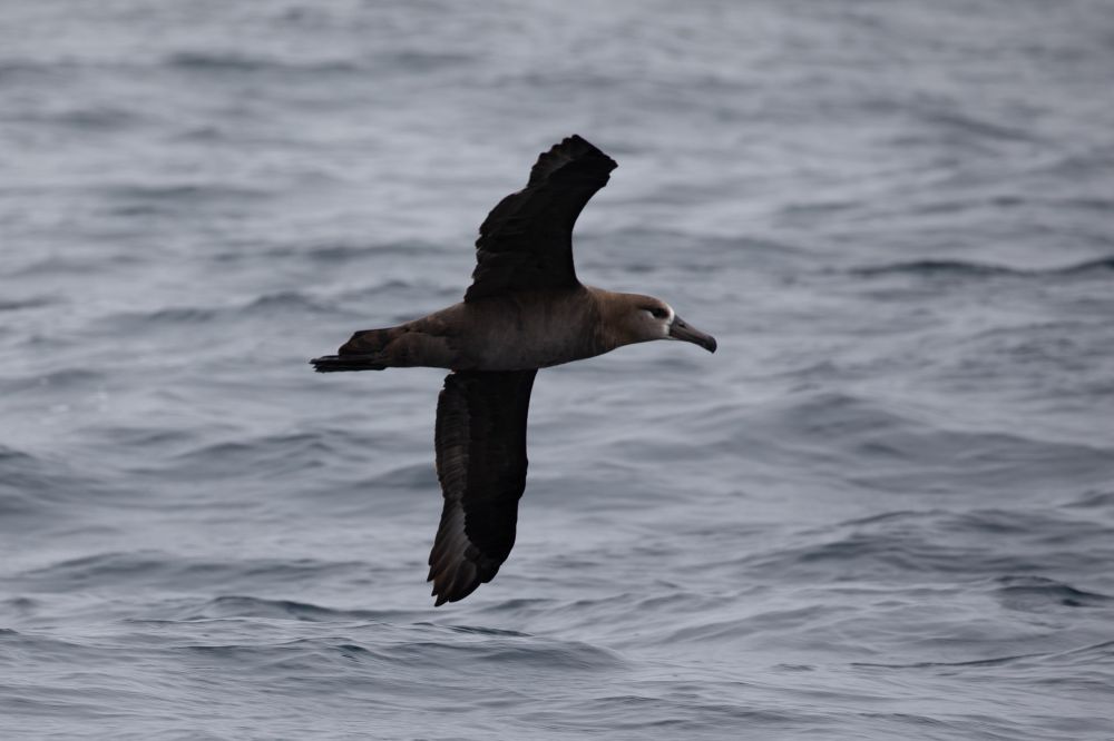 Black-footed albatross banks its flight, its wingtip just above the surface of the water. 