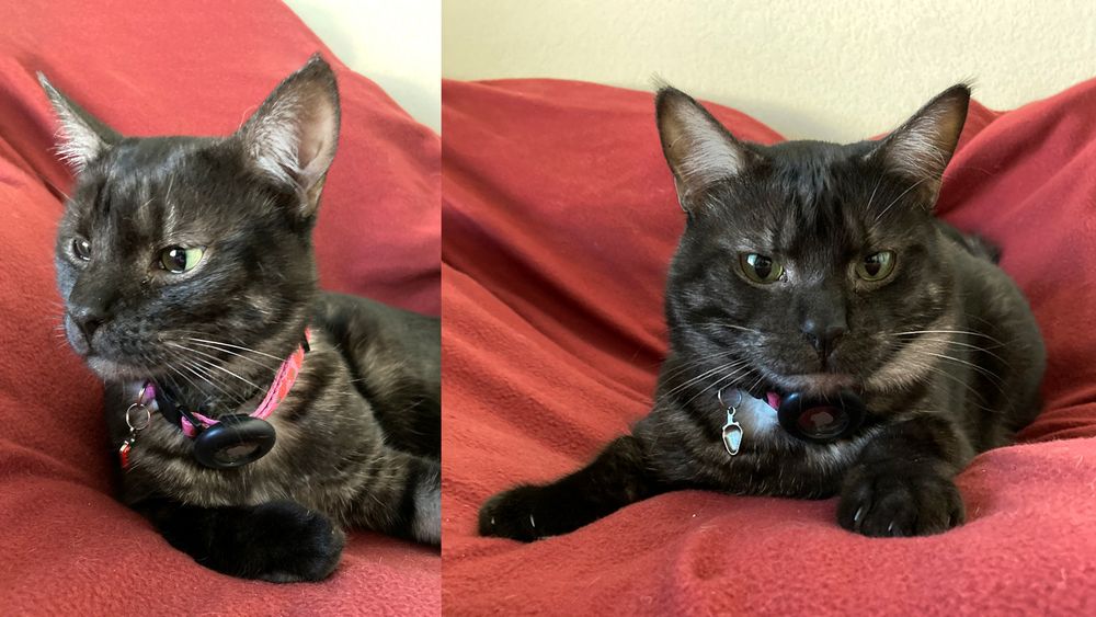 2 side by side portrait images of the same cat just chilling.