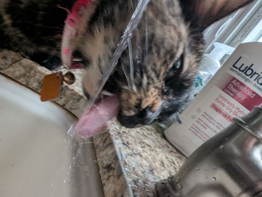 Tortie cat drinking water from the tap