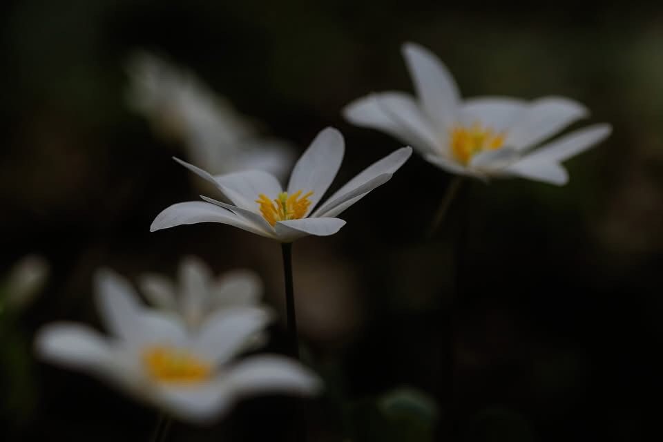 Bloodroot flowers