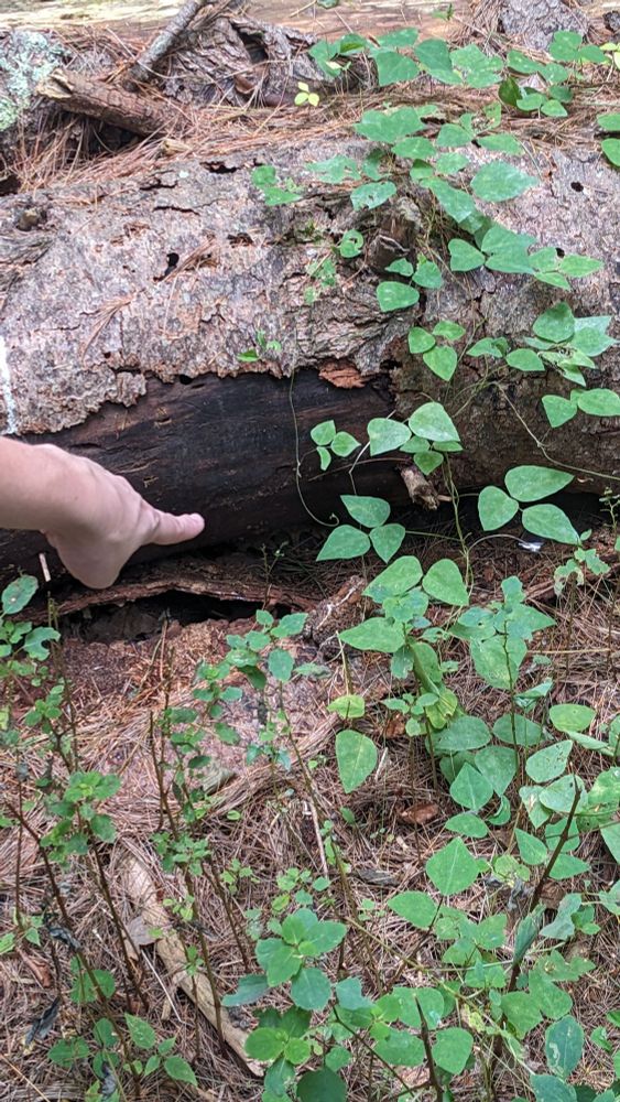 A toad beneath a fallen log in the woods, with a hand pointing at it, evoking the pose of the "go there. go in the dark." meme