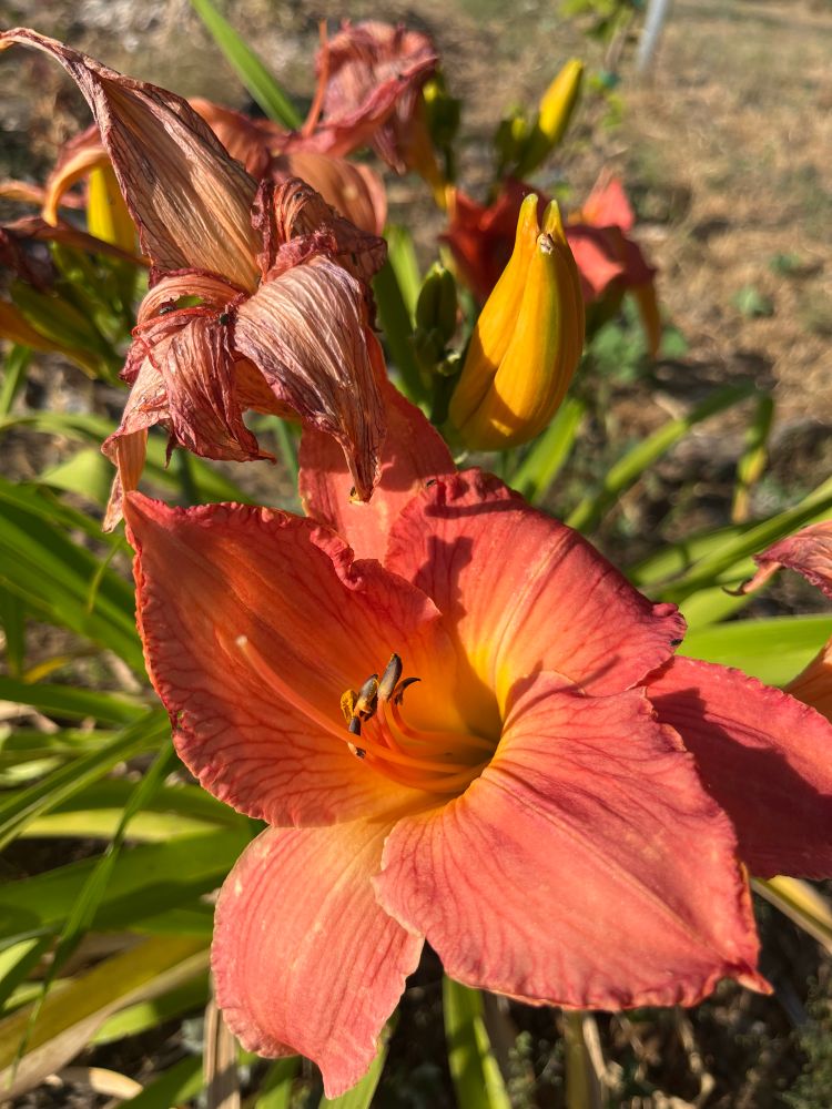 Hemerocallis (daylily) cultivar that I forget the name of. Large, vibrant pinkish-orange petals, with some spent blooms and unopened buds in the background.