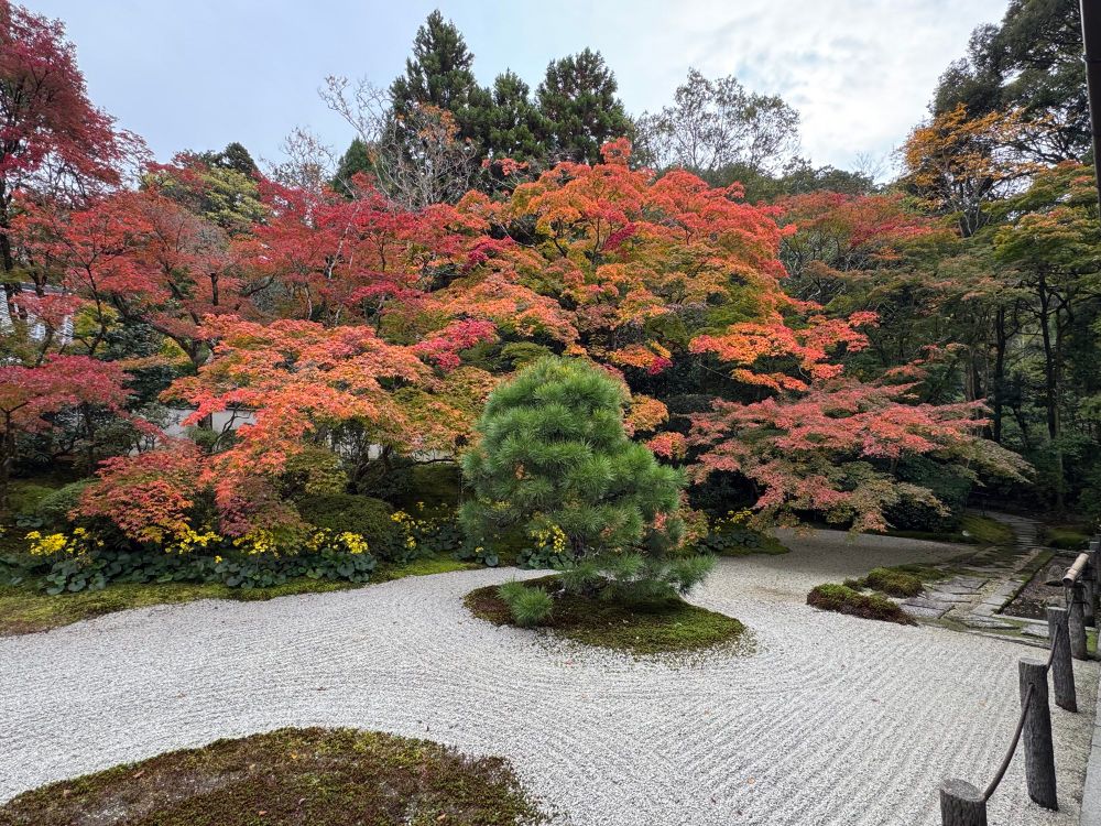 A Zen garden flanked by trees with red leaves