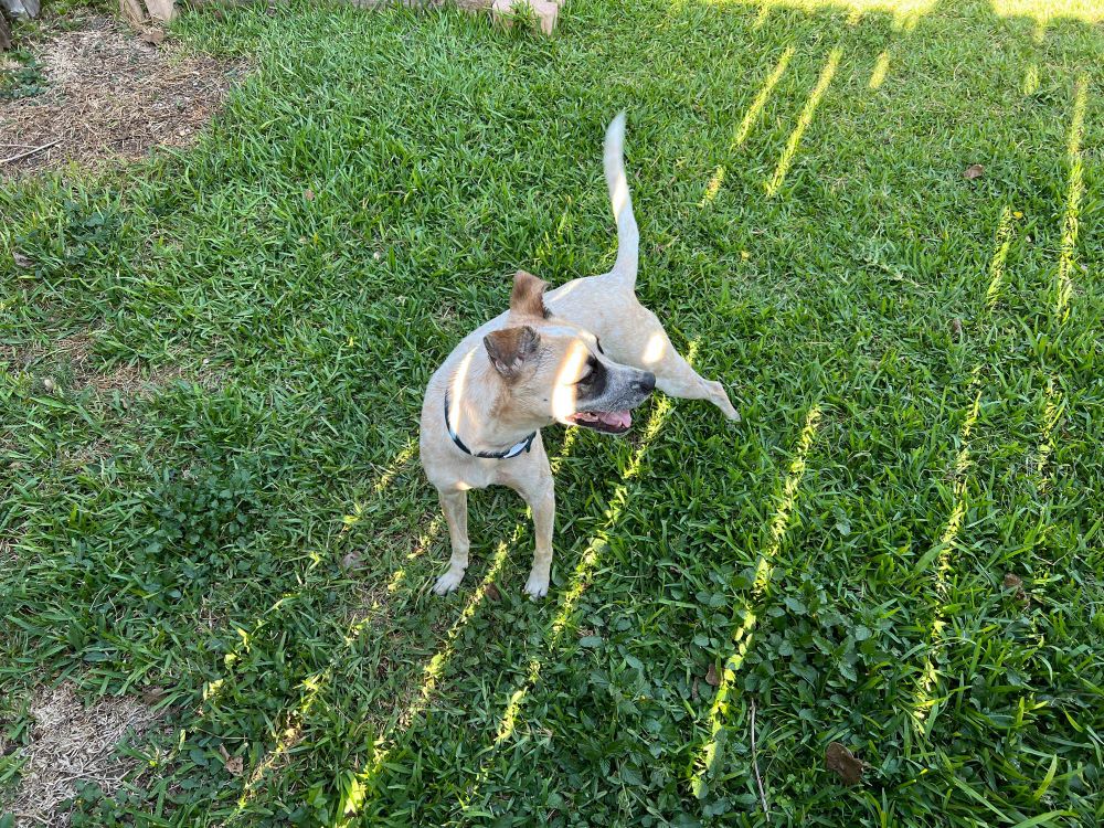 Red cattle dog named Jax posing in a Houston yard.