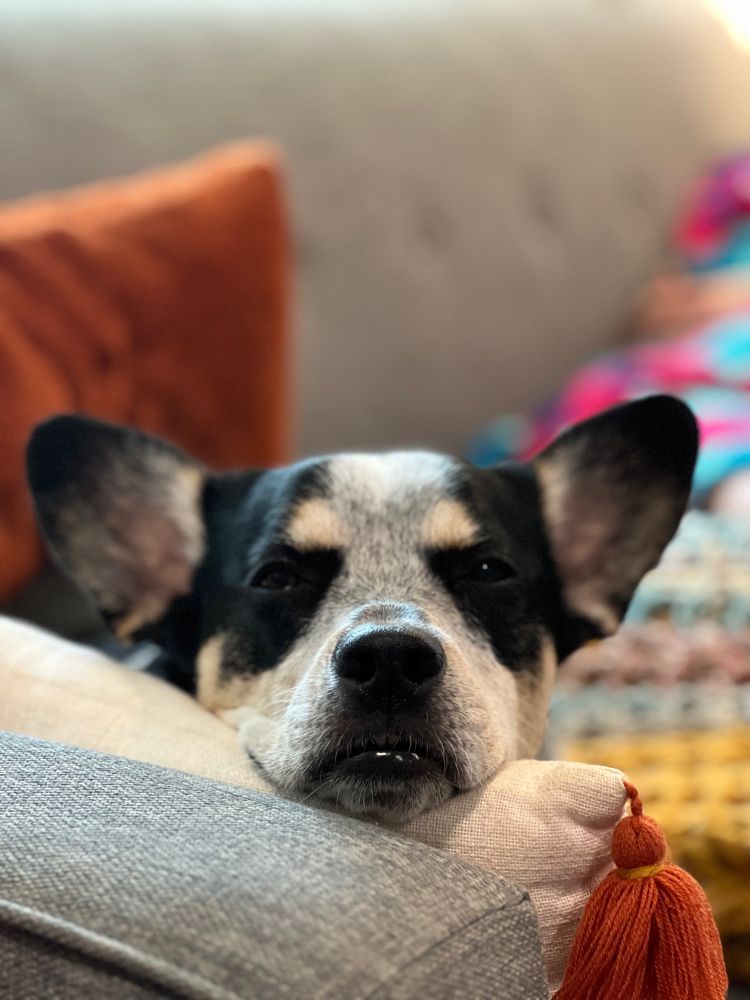 Martha S Bean Cruz Lamm, a black cattle dog mix with massive ears, sits on a gray couch with head on a cream pillow. 
