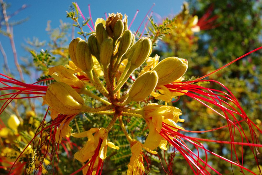 Photo of a mexican bird of paradise, in bloom, and shot from below with the sky in the background. 