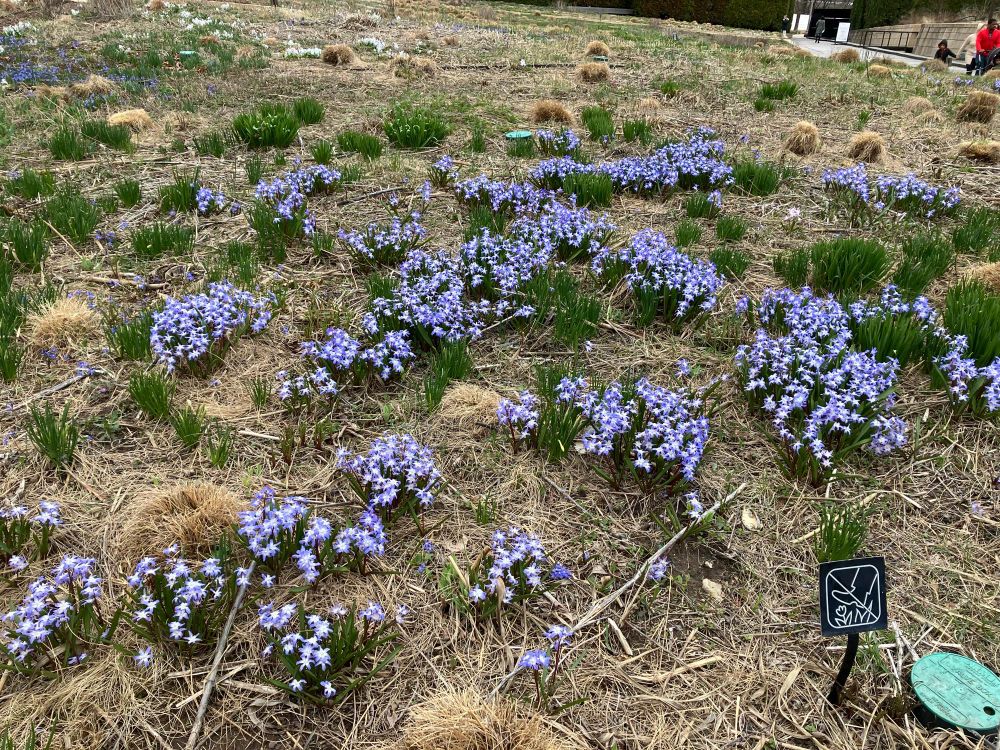 Plants with purple flowers emerging from brown old growth.