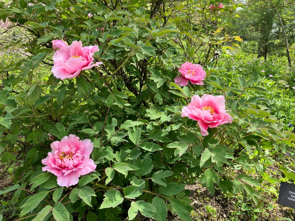 Four vivid pink Snow-Kissed Peach blooms on a small tree peony with full green foliage. Flowers have feathery edges. Color is deeper near the middle, and the center is yellow.
