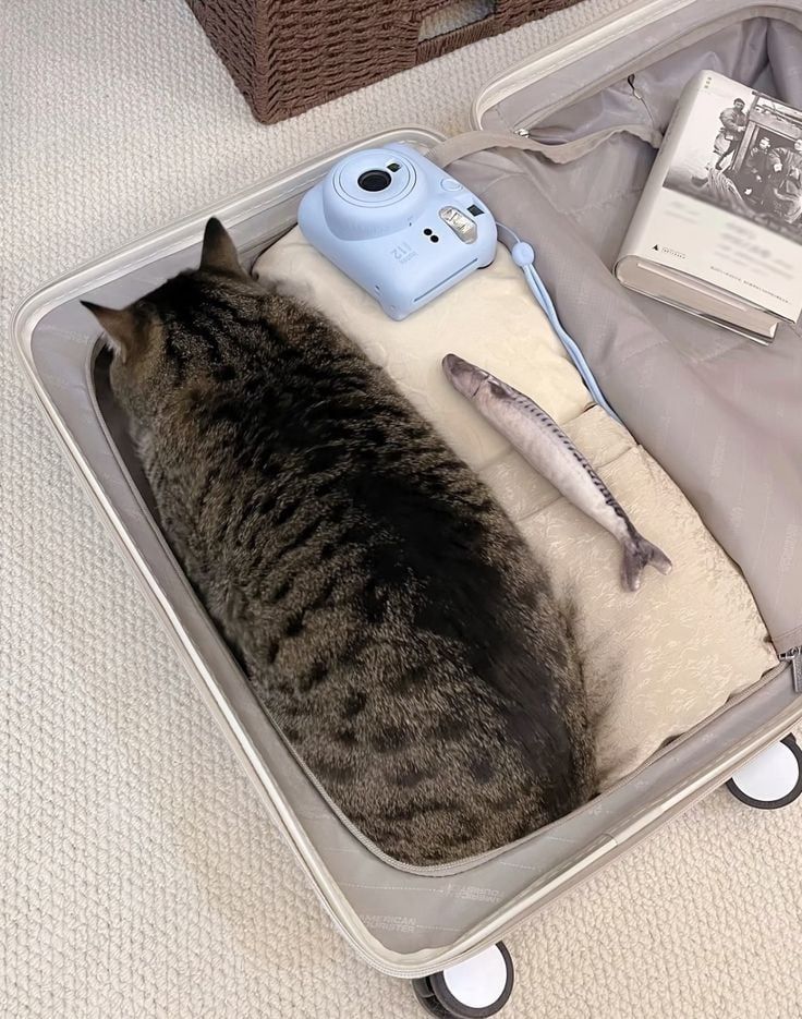 The photo reference of a cat nestled into a packed suitcase I used to create the illustration on this post.