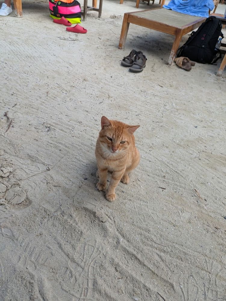 Orange cat with distrustful expression on a white sand beach with some beach chairs in the background.