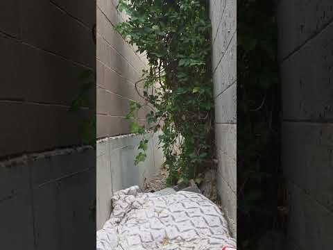 Holy crap look at this insane video on samsung galaxy s25 #shorts #techshorts #galaxys25 #ytviral