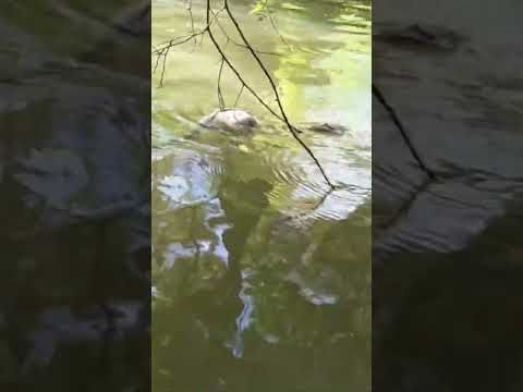 Samsung galaxy s25 ducks in the river #ducks #nature #shorts #naturelovers