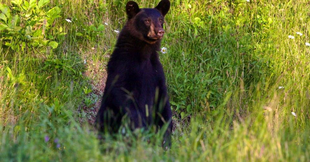 Bear witness: Conservation officers monitoring recent reports of black bears in western Newfoundland communities | SaltWire