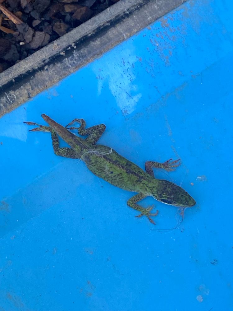 Dark green lizard against a blue background. 4 inches long, four fingers, 1 inch long tail. Eyes open. 