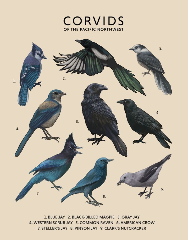 A poster of 9 illustrated birds from the family Corvidae, including a raven, an American crow, a scrub jay, and more. 