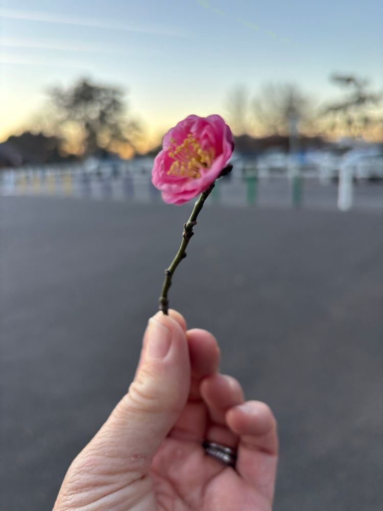 Picture of a blossom in June