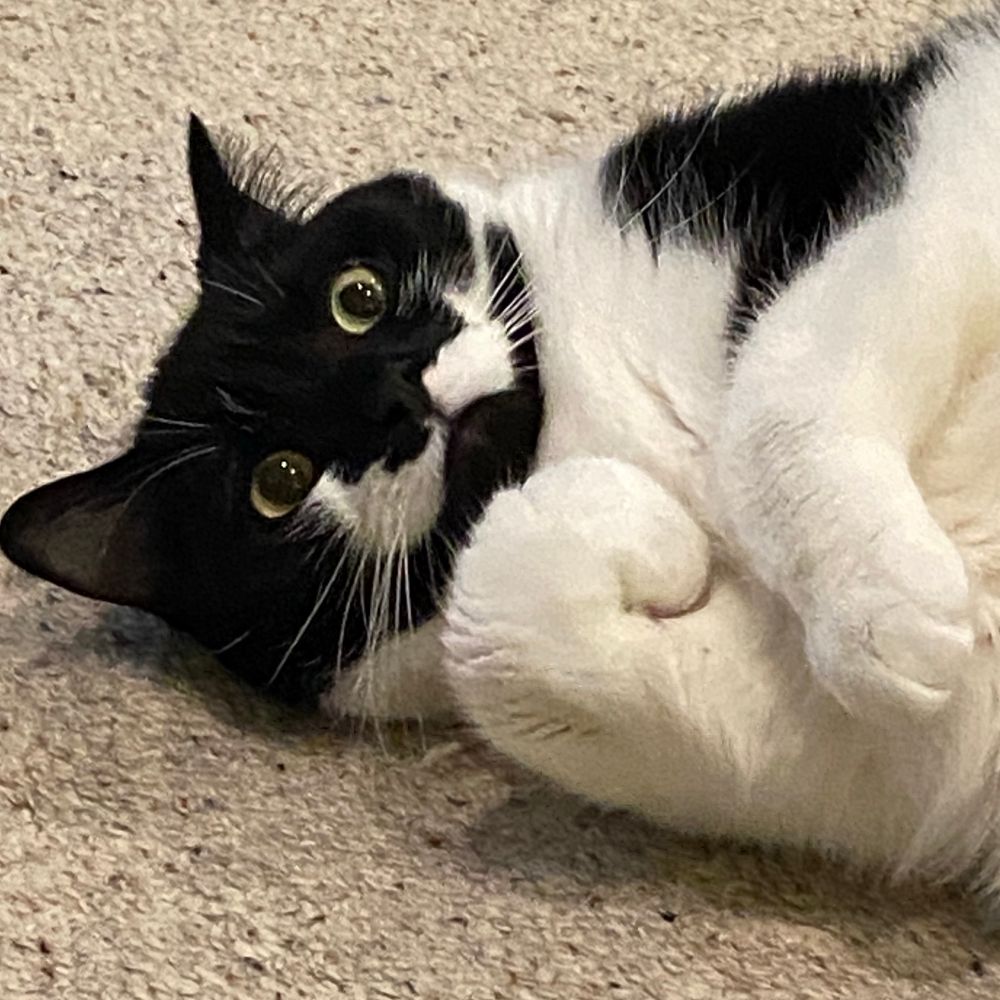 A photo of one of my cats, Arnold/Arnie. He is a tuxedo cat with a white moustache.