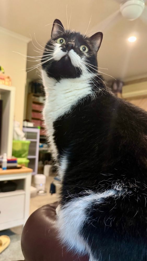 The picture is a close-up, low-angle photograph of a black and white cat named Arnold, commonly known as a tuxedo cat, with distinct white markings on its chest and face (like a moustache). The cat is sitting down and looking upwards and slightly to the left, with large, wide-open eyes and long white whiskers. The background is a softly blurred indoor setting, showing some furniture and household items. The focus is sharply on the cat's face and upper body.