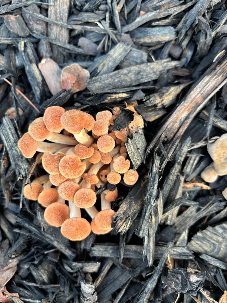 Collection of dark gold fungi, pale stems.