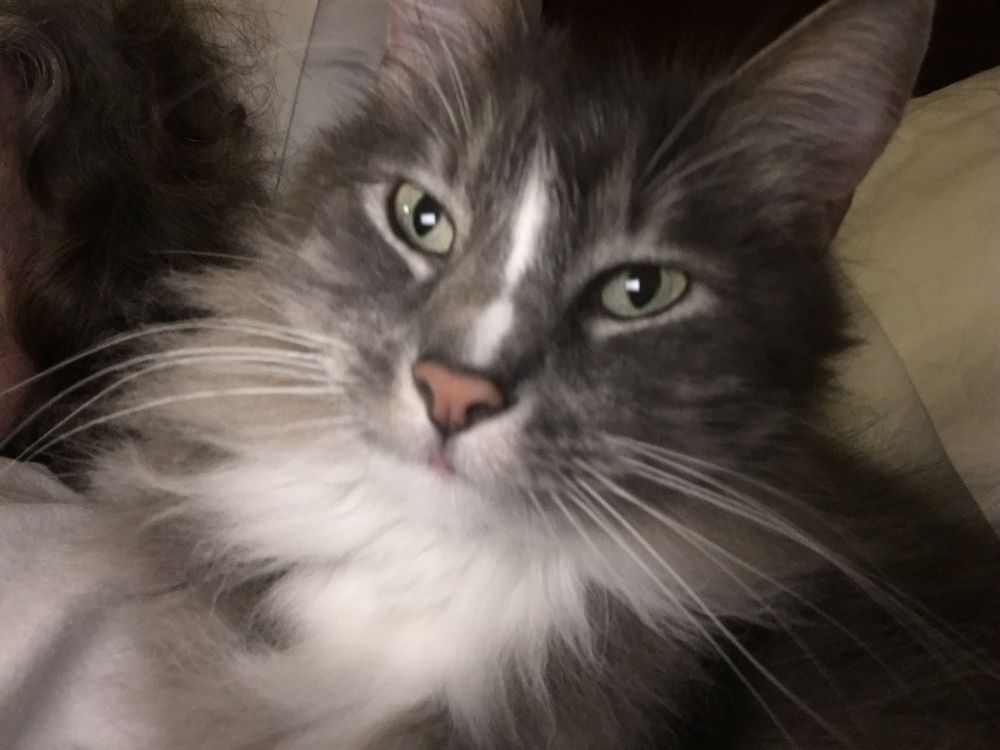 A gray and white long haired cat gazes into the camera. He is plotting.