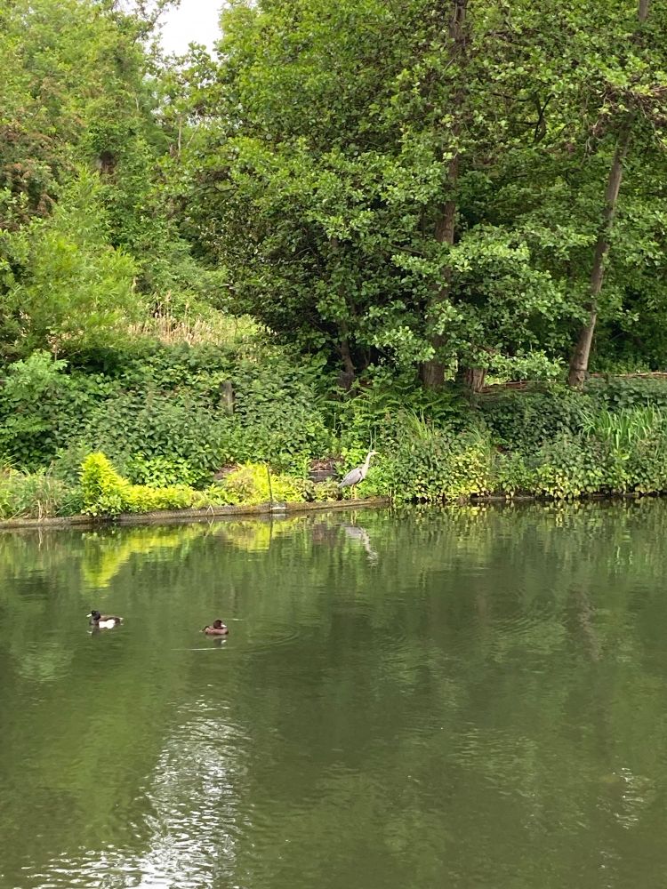 Ducks on Regent’s Canal, with greenery and a heron on the bank.