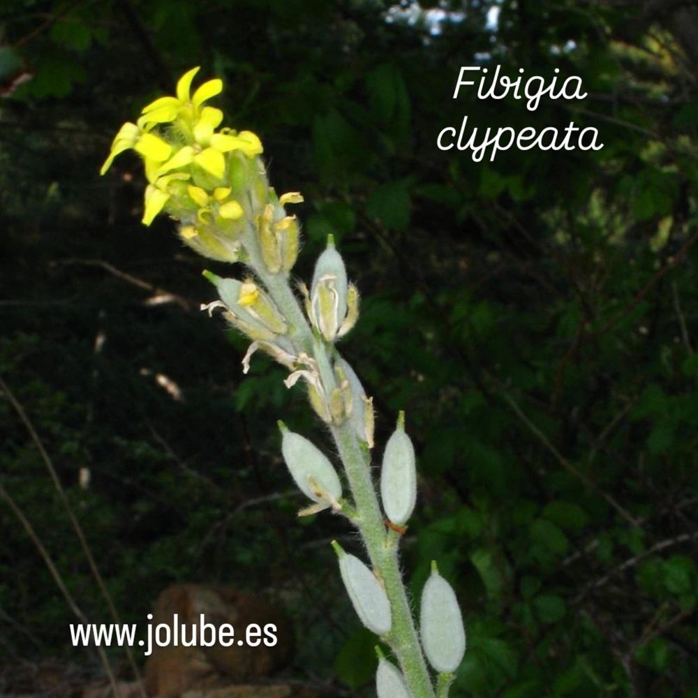 Fibigia clypeata 