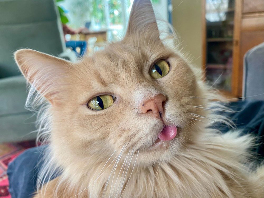 Close-up image of the face of a long-haired, cream-colored cat. He's staring at the camera with yellow eyes and the bright-pink tip of his tongue is sticking out of his mouth.
