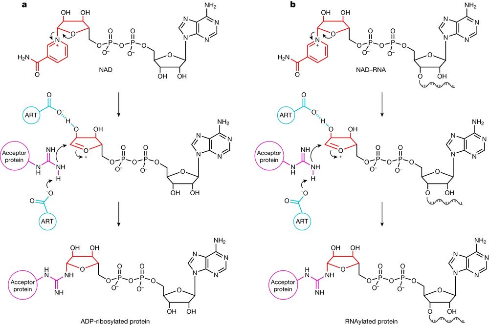 a, The mechanism of ADP-ribosylation for Arg. Initially, the N-glycosidic bond between the ribose and nicotinamide is destabilized by a Glu residue of an ART. This leads to the formation of an oxocarbenium ion of ADPr, with nicotinamide as the leaving group. This electrophilic ion is attacked by a nucleophilic Arg residue of the acceptor protein after Glu-mediated proton abstraction, leading to the formation of an N-glycosidic bond50. b, Our proposed RNAylation-reaction mechanism. In a similar way to ADP-ribosylation in the presence of NAD, we propose that ARTs might use NAD–RNA to catalyse an RNAylation reaction, thereby covalently attaching an RNA to an acceptor protein. Red, nicotinamide riboside of NAD and NAD-RNA; blue, catalytic residues of the ART; purple, nucleophilic Arg residue of the acceptor protein.