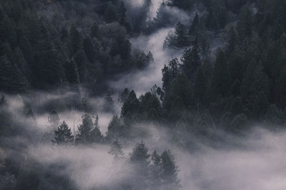 A river of fog runs through a dark forest