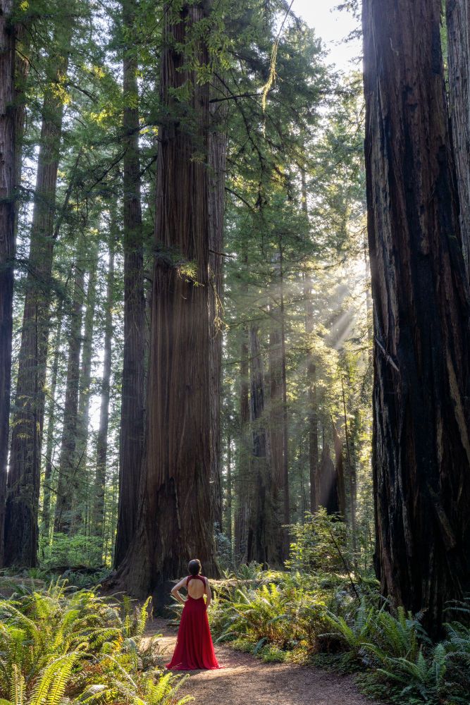 Redwoods with light streaming through the misty air and a woman in a red dress basking in the light