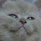 cat that looks like it's done with your shit