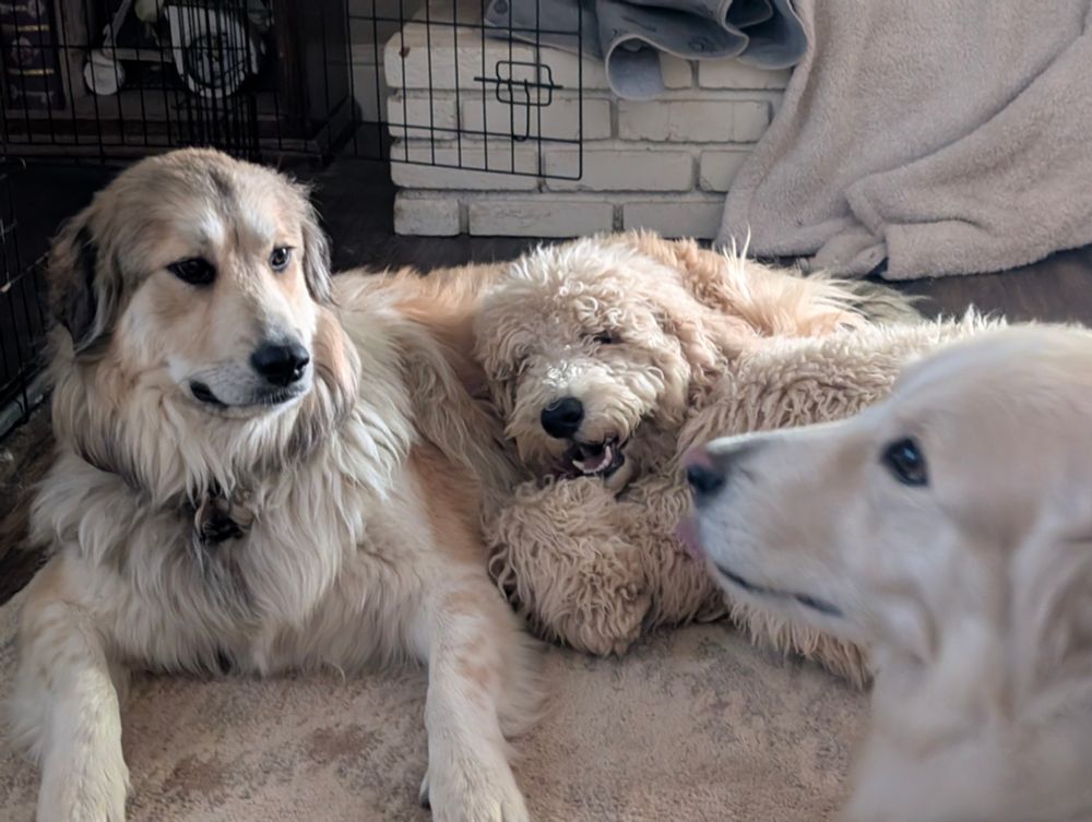 Oz, Diablo, and Shira. Great pyranees, poodle, and Malamute