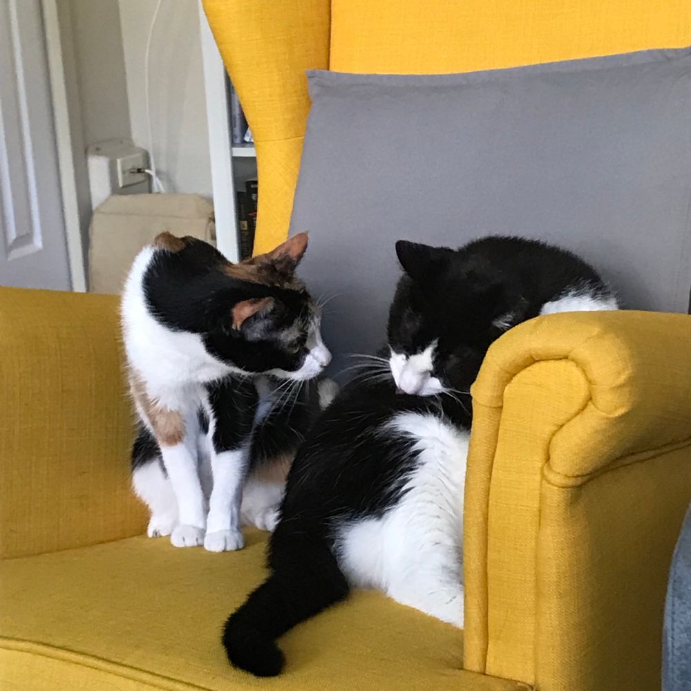 A calico cat sniffing a large tuxedo cat in a yellow armchair. 
