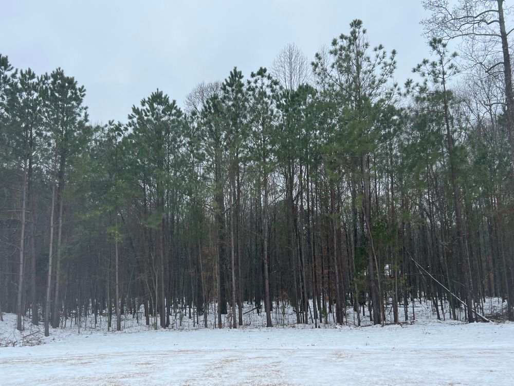 Pinewoods with a thin layer of snow on the ground.