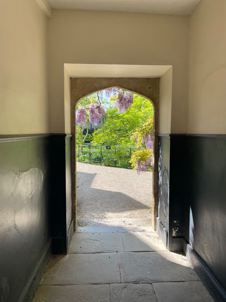 Wisteria through a corridor
