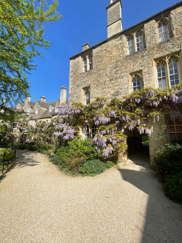 Wisteria in Worcester College