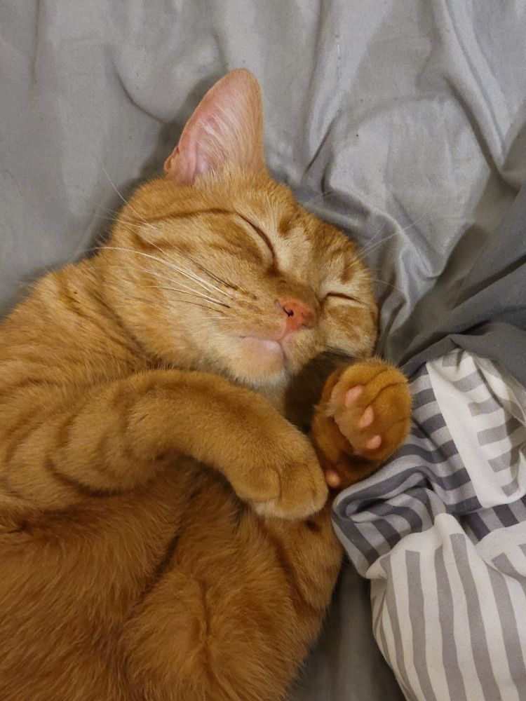 an overhead picture of a sleeping orange kitty named Albert