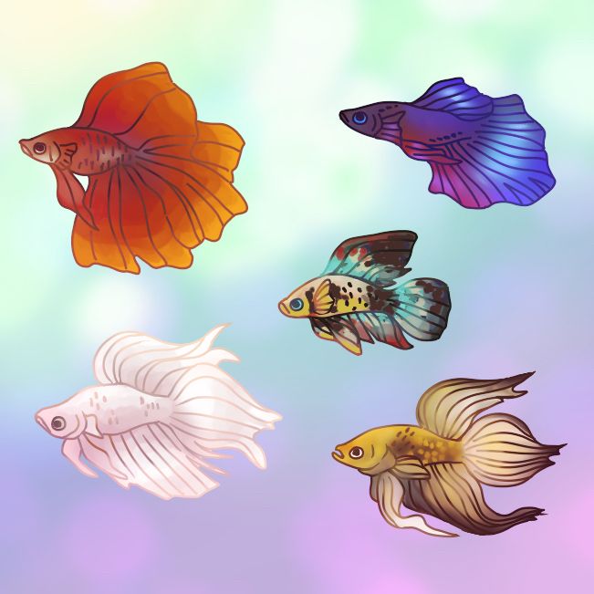 Five different colorations of betta fish with various fin sizes, all facing left.